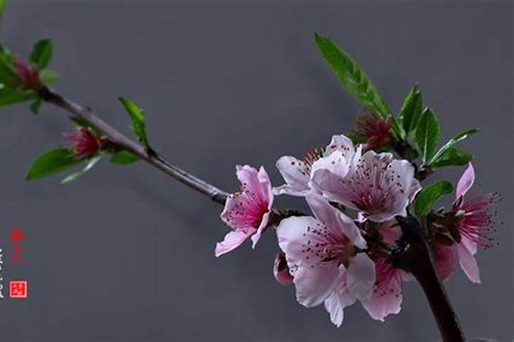 催旺桃花运的三大妙招