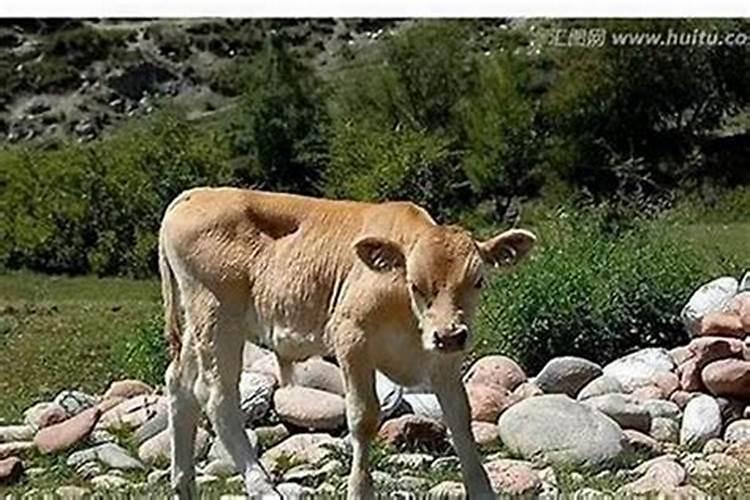 男人梦见黄牛是什么意思