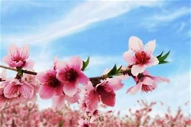 催桃花最灵验的方法