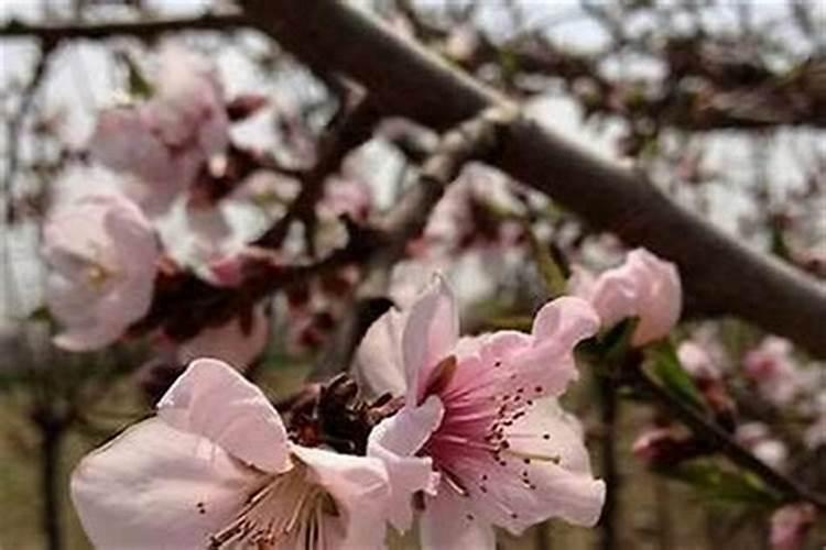 本命年犯桃花运是什么意思啊 本命年犯桃花的影响？