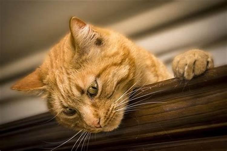 梦见受伤的小猫的预兆