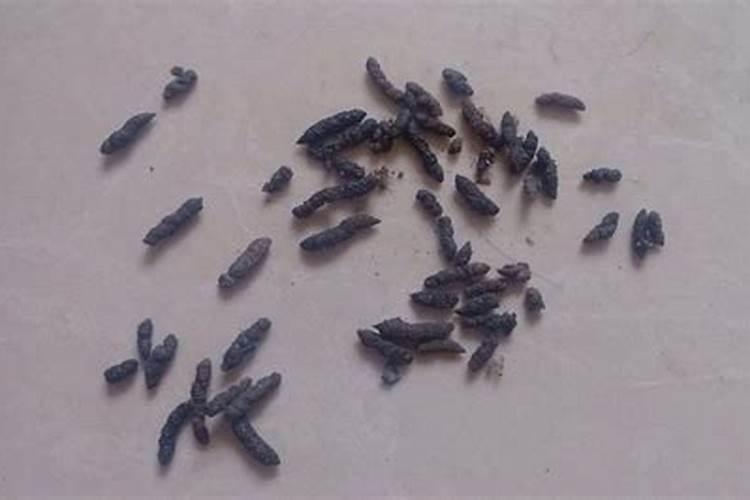 梦见老鼠屎预示着什么