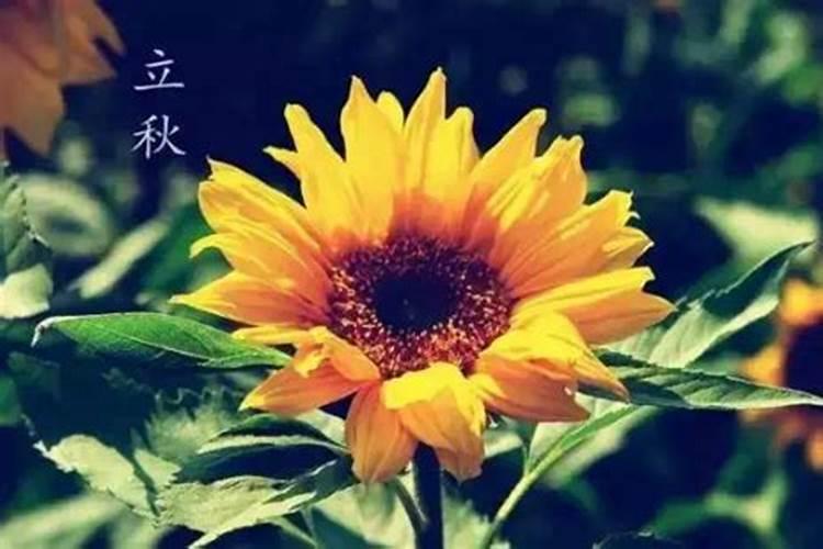 2024立秋是公秋,还是母秋