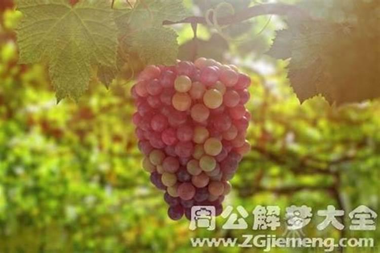 梦见好多葡萄树结满了葡萄