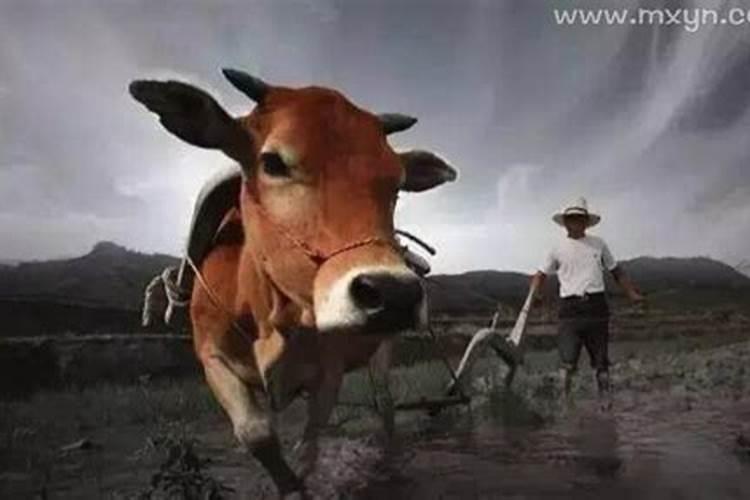 梦见奶牛死了是什么意思 预兆