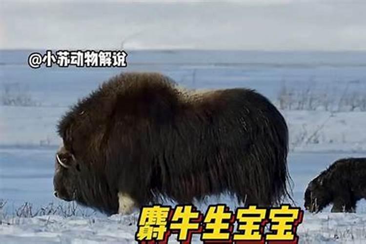 命局分析 立冬节气出生的男孩五行查询 福报多财运旺？
