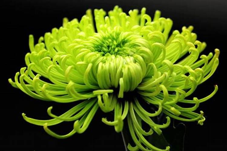 代表重阳节的花是什么花