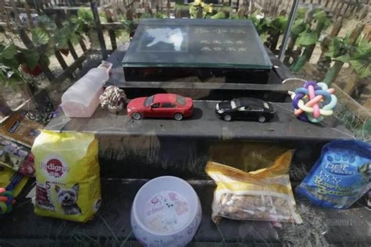 鬼节能把狗狗放外面嘛