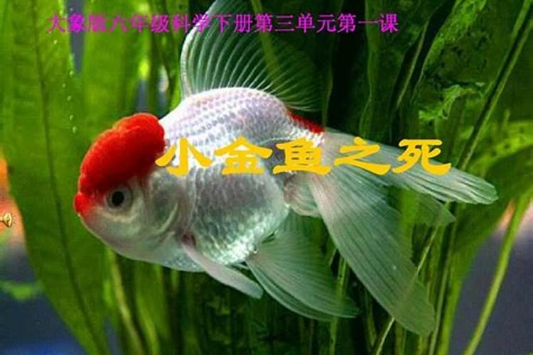 梦见家里的金鱼生了好多小鱼的预兆