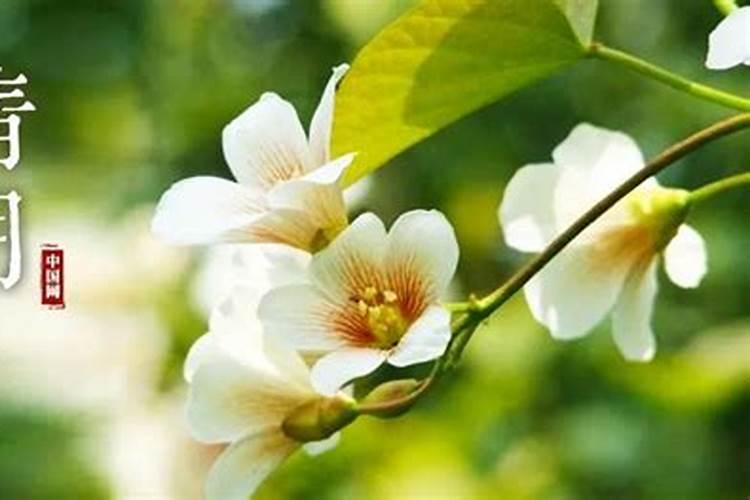 清明祭拜祖先用哪些花最好
