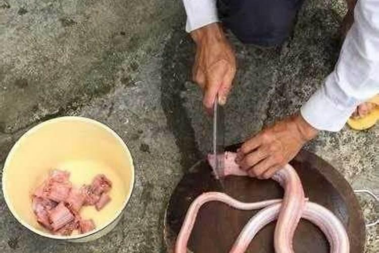 梦见自己吃蛇肉是什么预兆
