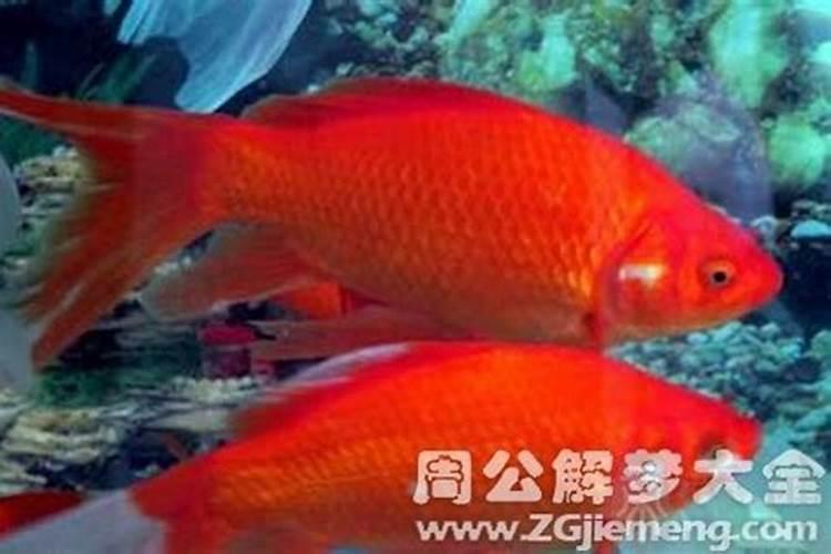 周公解梦 孕妇梦见死鱼预示什么  百度宝宝知道