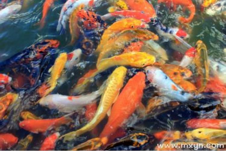 孕妇做梦梦到鱼是什么意思