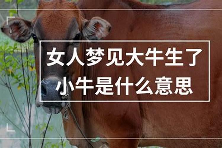 梦见牛下牛犊是什么预兆