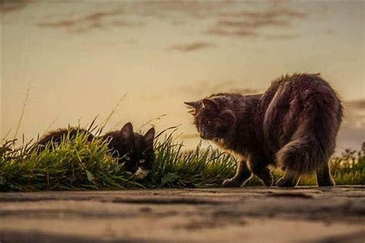 梦见把猫杀死了是什么意思？