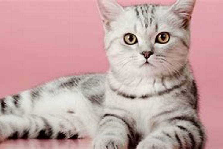 梦到死猫是什么意思 梦到死猫的意思是什么