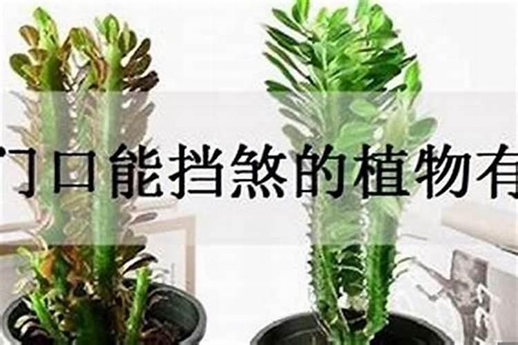 挡煞防小人植物 摆放仙人掌