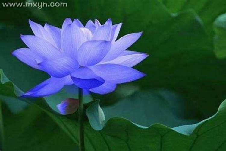 清明节为什么是按阳历计算？