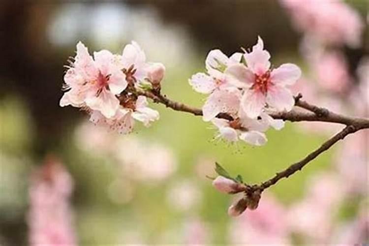 2025年4月5日清明节可以上坟吗？