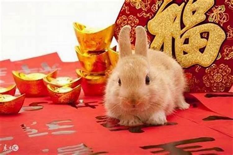属兔人吃什么最旺财运