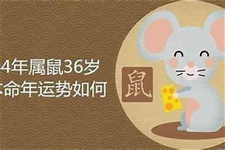 一九八四年属鼠什么命