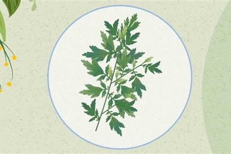 艾蒿什么时间挂(艾蒿什么时间挂在门上)