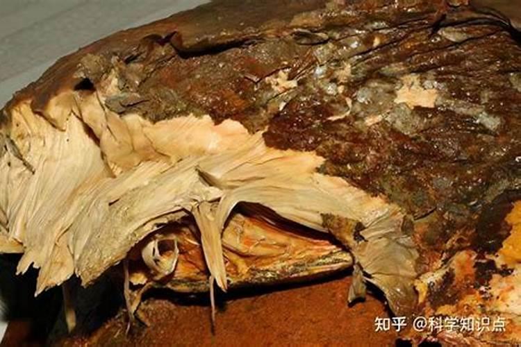 太岁是什么东西