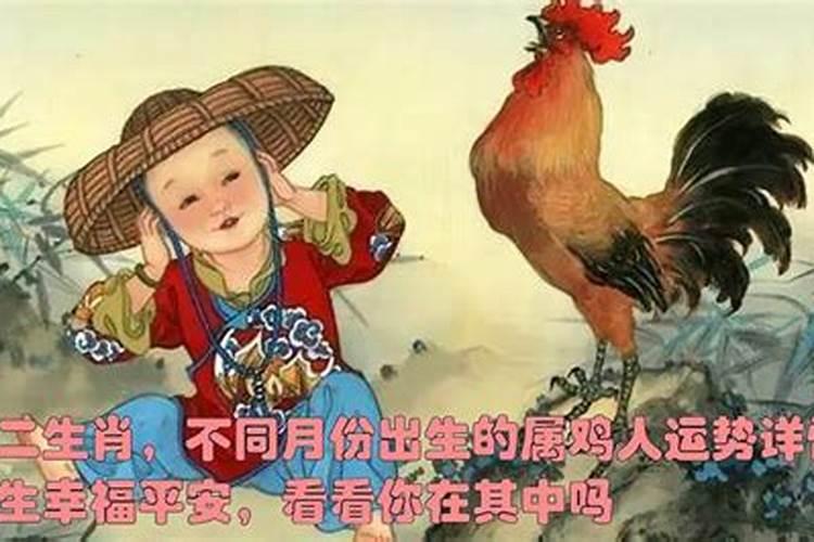 属鸡的几月出生最好