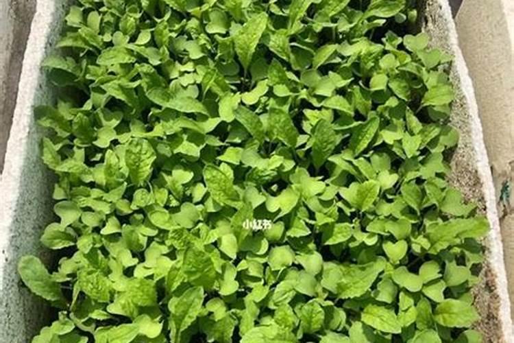 二十四节气种菜的口诀是什么？
