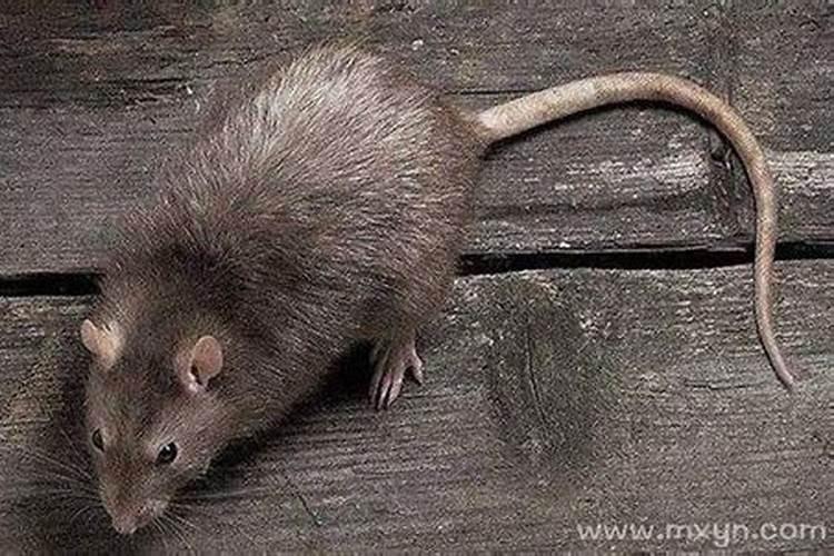 孕妇梦见老鼠是胎梦吗