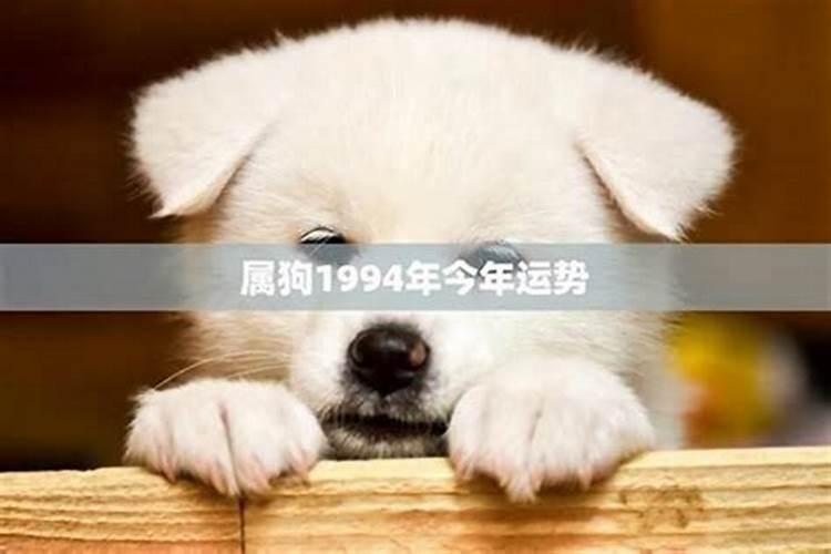 八二年属狗女2024年运势如何