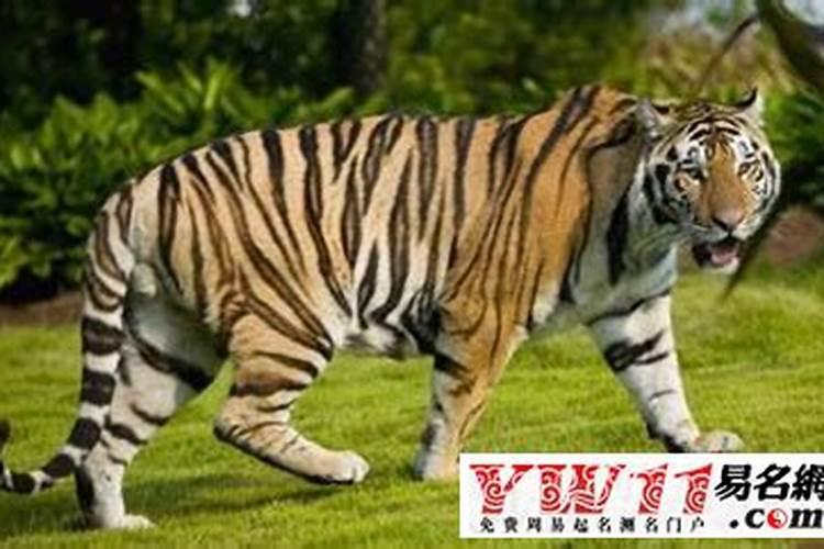 梦见老虎来我家咬我又走了