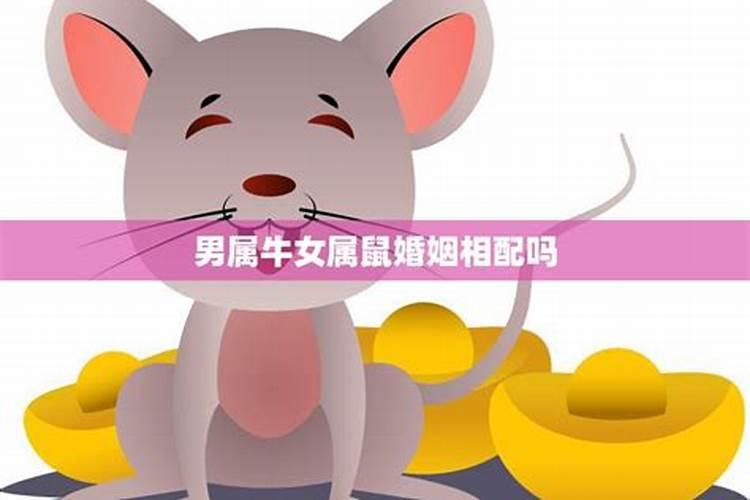 八字合婚:属鼠的女人与属牛男合不合财 适合做夫妻吗