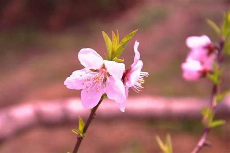 如何斩断老公的烂桃花？