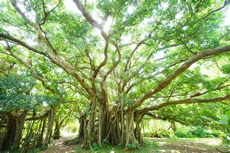 梦到屋里一颗大榕树是啥意思