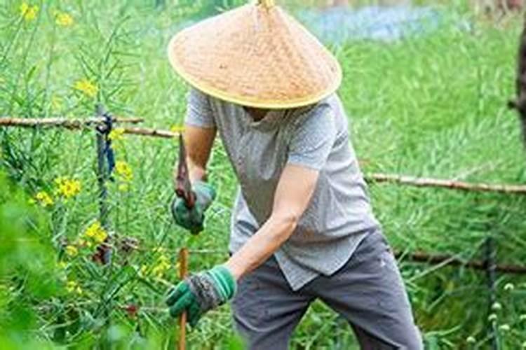 梦见和别人偷菜