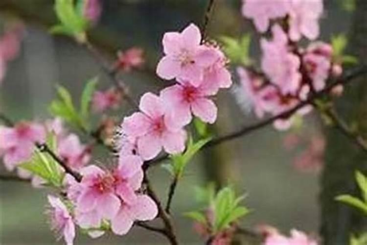如何化解烂桃花？