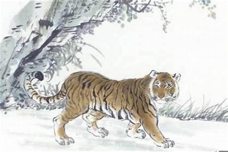 属相虎和什么属相最不合,1998属虎的和什么属相最不配