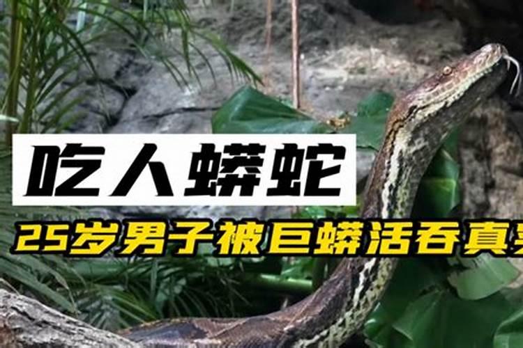 梦见蟒蛇吃人甚至是大谋杀的征兆