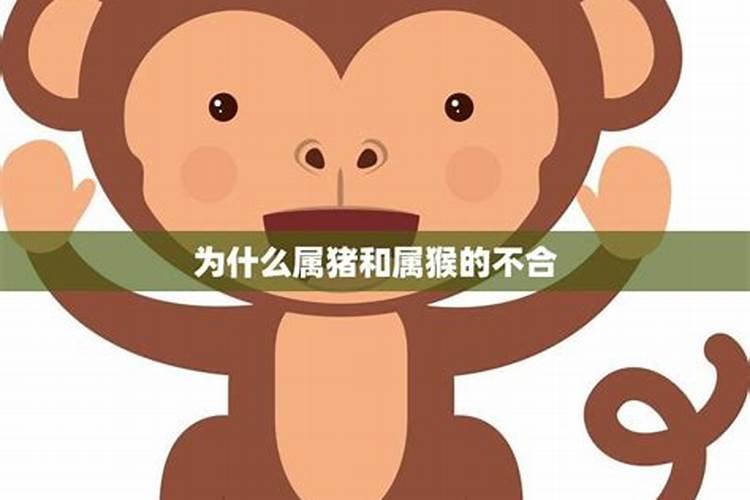 为什么属猪和属猴的人八字不合