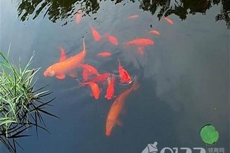 梦见鱼是什么意思有什么预兆 5种要发财的征兆