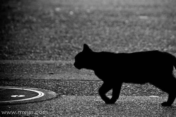 梦见一只黑猫从远处扑向我的预兆