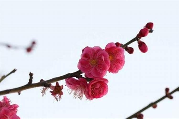 桃花红艳煞怎么化解？