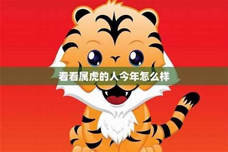 鼠年虎的运势及运程