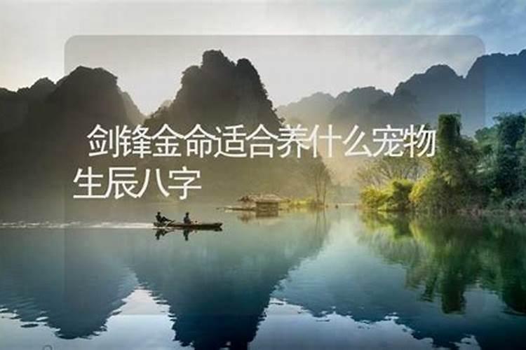 宠物不能乱养,要根据自身情况而定,否则影响运势