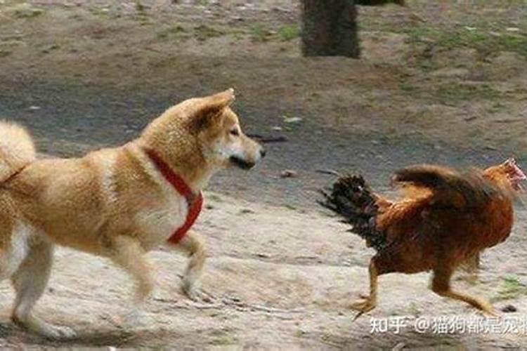 梦见几只小狗乱叫
