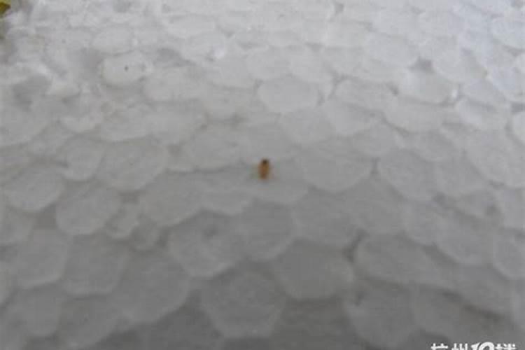 梦见小狗身上好多蜱虫的预兆