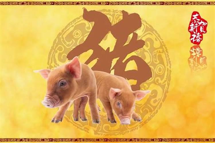 属猪人出生月运势怎么样属猪的几月出生最好命