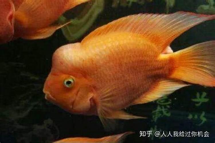 财神鱼养几条最旺财,养鱼风水禁忌