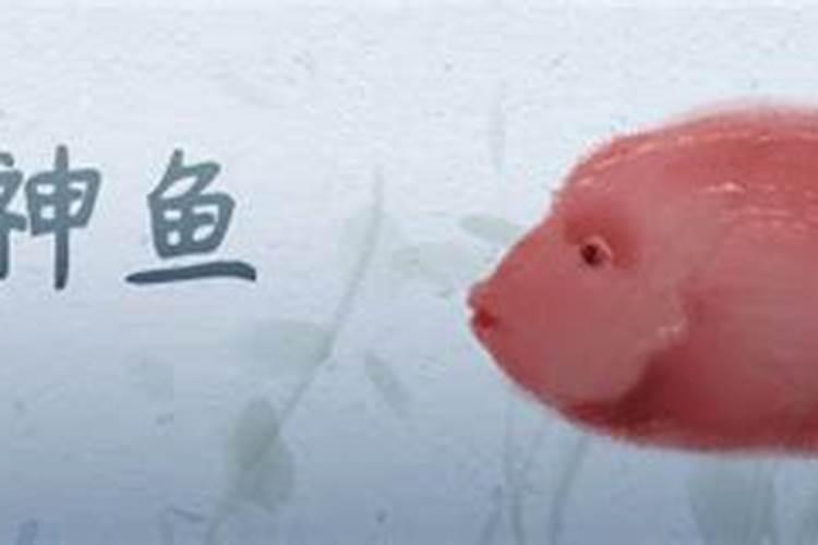 财神鱼养几条吉利？越多越好吗？
